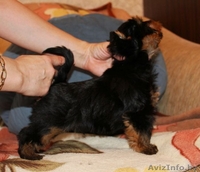 Породные щенки йоркширского терьера - Изображение #3, Объявление #1219120