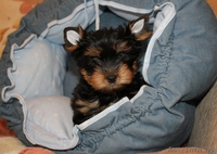 Породные щенки йоркширского терьера - Изображение #2, Объявление #1219120