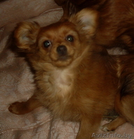 щенки длинношёрстного той терьера - Изображение #3, Объявление #1216584