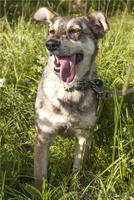 В ДАР чудесная собака с уравновешенным характером - Муха - Изображение #7, Объявление #1213072