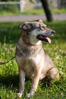 В ДАР чудесная собака с уравновешенным характером - Муха - Изображение #8, Объявление #1213072