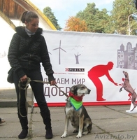 В ДАР чудесная собака с уравновешенным характером - Муха - Изображение #9, Объявление #1213072