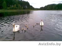 Дача Брестское напр 50 км Много фото - Изображение #1, Объявление #1237387