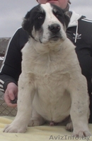 Алабай (среднеазиатская овчарка) чистокровные щенки - Изображение #1, Объявление #1231218