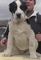 Алабай (среднеазиатская овчарка) чистокровные щенки - Изображение #2, Объявление #1231218