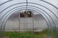 Теплица «Агросфера-Стандарт» - Изображение #3, Объявление #1235892