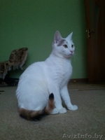 АЛИСА - ТРЕХЦВЕТНАЯ БЛОНДИНКА В ДАР!!! - Изображение #6, Объявление #1154156