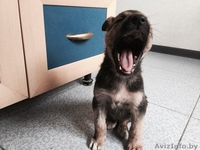 Щенок в дар !!!  - Изображение #2, Объявление #1230200