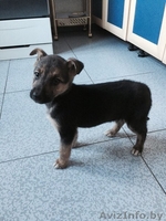 Щенок в дар !!!  - Изображение #1, Объявление #1230200