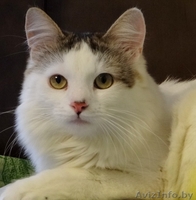 котик Лаврик ищет дом - Изображение #1, Объявление #1255890