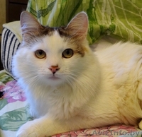 котик Лаврик ищет дом - Изображение #7, Объявление #1255890