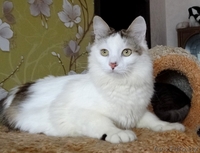 котик Лаврик ищет дом - Изображение #2, Объявление #1255890