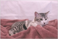 Кот Леопольд - носик сердечком - Изображение #2, Объявление #1250373