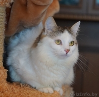 котик Лаврик ищет дом - Изображение #4, Объявление #1255890