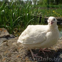 техасский белый перепел - Изображение #3, Объявление #1247443