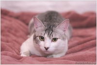 Кот Леопольд - носик сердечком - Изображение #1, Объявление #1250373