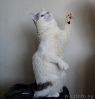 котик Лаврик ищет дом - Изображение #5, Объявление #1255890
