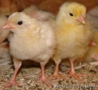 техасский белый перепел - Изображение #2, Объявление #1247443