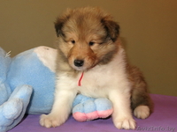 Колли щенки с родословной - Изображение #5, Объявление #1250729