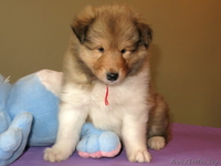 Колли щенки с родословной - Изображение #6, Объявление #1250729