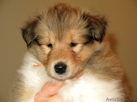 Колли щенки с родословной - Изображение #8, Объявление #1250729