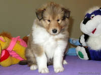 Колли щенки с родословной - Изображение #7, Объявление #1250729