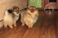 Померанский шпиц,медвежьего типа,щенки,мальчики и девочка. - Изображение #1, Объявление #1030512