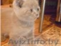 котята шотландской вислаухой - Изображение #1, Объявление #1270686