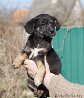 щенок малышка в дар - Изображение #1, Объявление #1262197