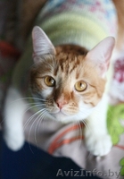 Вертя - красавица с янтарными глазами в дар! - Изображение #2, Объявление #1261987