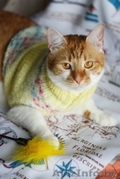 Вертя - красавица с янтарными глазами в дар! - Изображение #3, Объявление #1261987