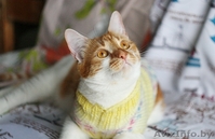 Вертя - красавица с янтарными глазами в дар! - Изображение #1, Объявление #1261987