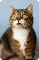 Домашняя тигруля Машуля - возвращайтесь не в дом, а домой! - Изображение #1, Объявление #1259757