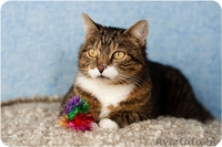 Домашняя тигруля Машуля - возвращайтесь не в дом, а домой! - Изображение #3, Объявление #1259757