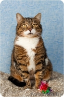 Домашняя тигруля Машуля - возвращайтесь не в дом, а домой! - Изображение #4, Объявление #1259757