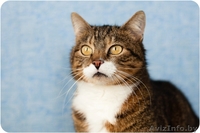 Домашняя тигруля Машуля - возвращайтесь не в дом, а домой! - Изображение #2, Объявление #1259757