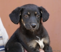 щенок малышка в дар - Изображение #5, Объявление #1262197