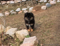 Померанский шпиц,медвежьего типа,щенки,мальчики и девочка. - Изображение #2, Объявление #1030512