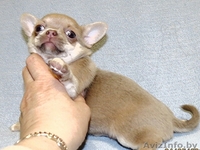продам по родного щенка чихуахуа - Изображение #2, Объявление #1260049