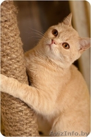 Рыжий котенок Оскар - в добрые руки - Изображение #1, Объявление #1258117