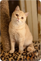 Рыжий котенок Оскар - в добрые руки - Изображение #2, Объявление #1258117
