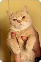 Рыжий котенок Оскар - в добрые руки - Изображение #3, Объявление #1258117