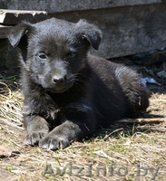 Очаровательная щенуля  ищет дом! - Изображение #1, Объявление #1270711