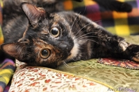 Кошечка-счастье в добрые ответственные любящие руки! - Изображение #1, Объявление #1268519