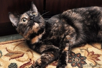 Кошечка-счастье в добрые ответственные любящие руки! - Изображение #3, Объявление #1268519