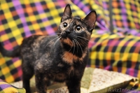 Кошечка-счастье в добрые ответственные любящие руки! - Изображение #2, Объявление #1268519