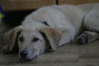 Щенок в дар ответственным людям! - Изображение #2, Объявление #1274087