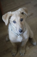 Щенок в дар ответственным людям! - Изображение #3, Объявление #1274087