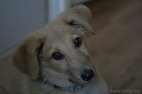 Щенок в дар ответственным людям! - Изображение #4, Объявление #1274087