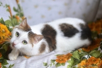 Мишель – нежность в каждом прикосновении - Изображение #1, Объявление #1281557